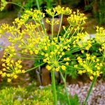 Manfaat Tanaman Adas