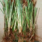 Manfaat Tanaman Akar Wangi