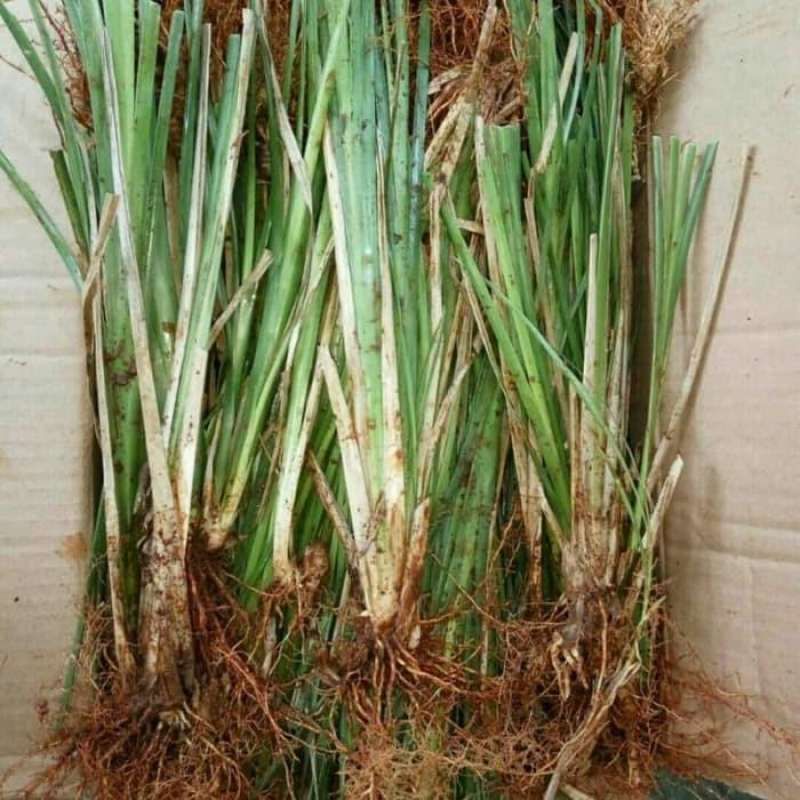 Manfaat Tanaman Akar Wangi