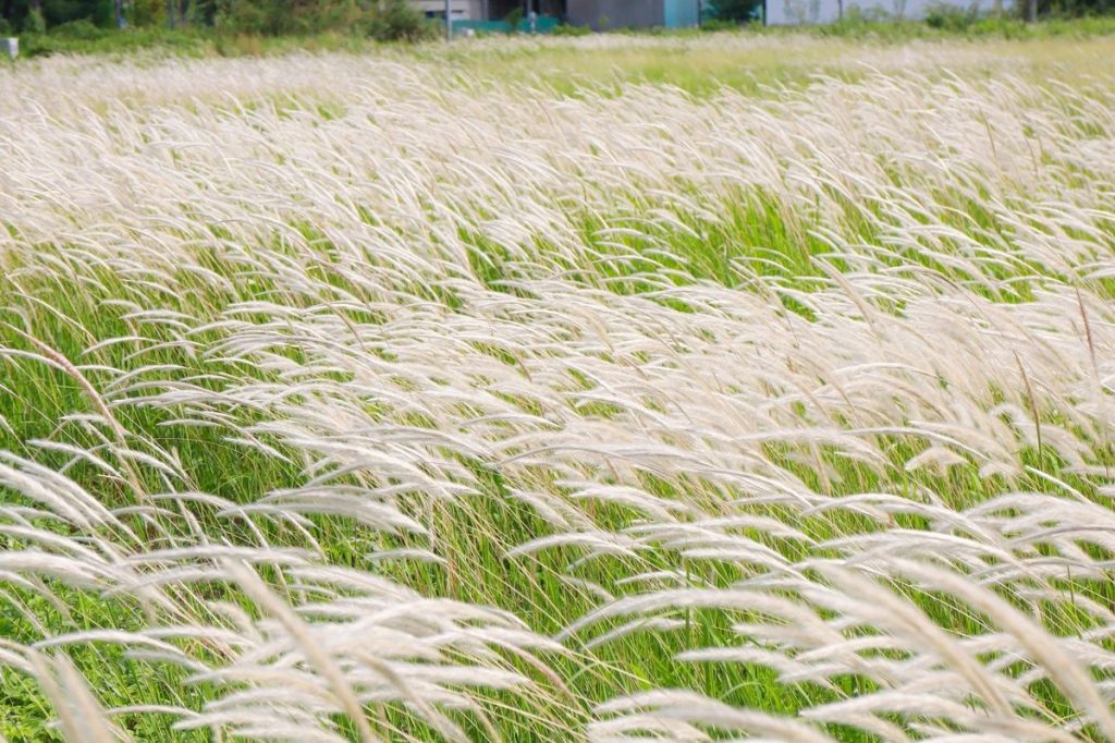 Manfaat Tanaman Alang-Alang