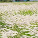 Manfaat Tanaman Alang-Alang