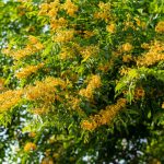 Manfaat Tanaman Angsana