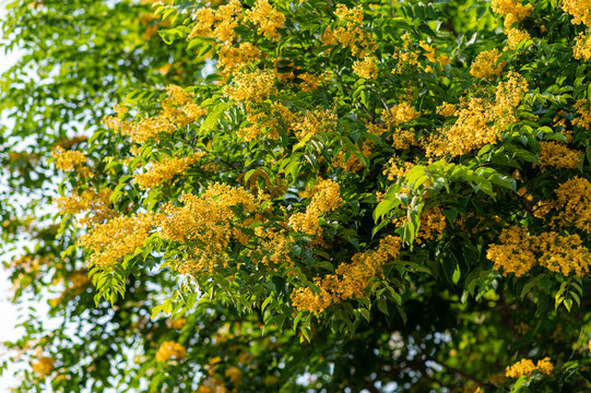 Manfaat Tanaman Angsana