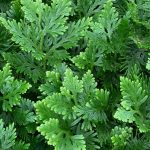 Manfaat Tanaman Cakar Ayam