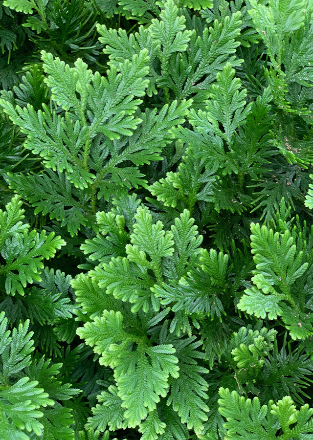 Manfaat Tanaman Cakar Ayam