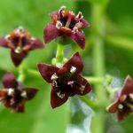 manfaat tanaman cendana