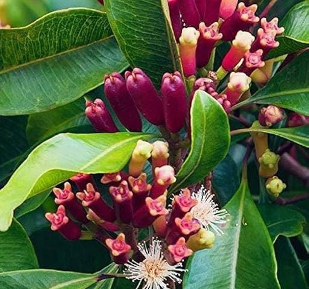 Manfaat Tanaman Cengkeh