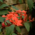 Manfaat Tanaman Ceraka Merah