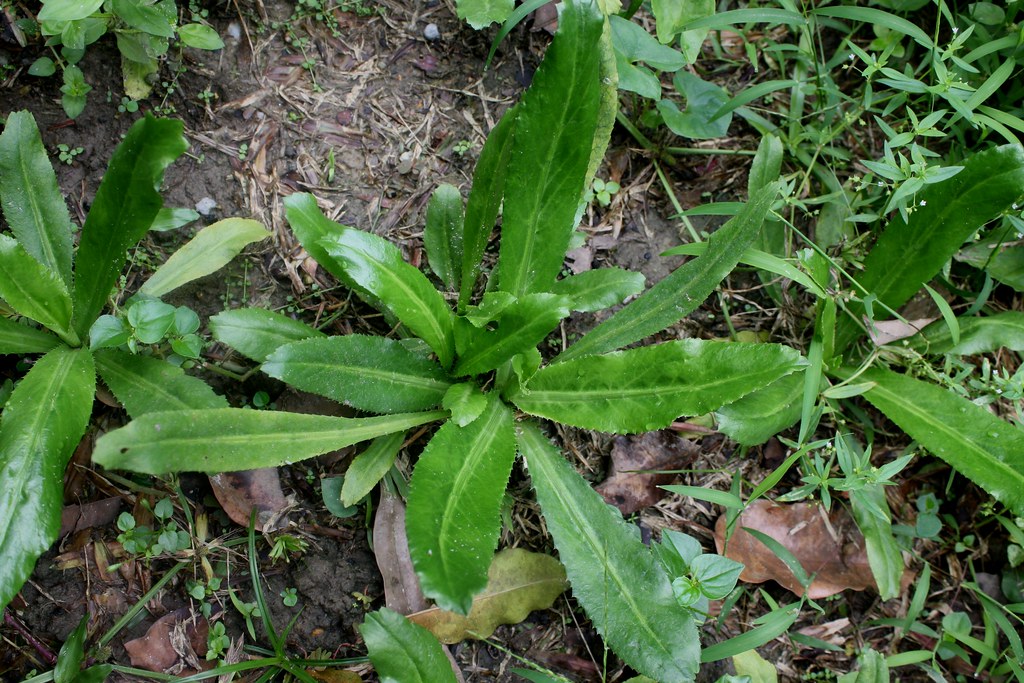 Manfaat Tanaman Culantro