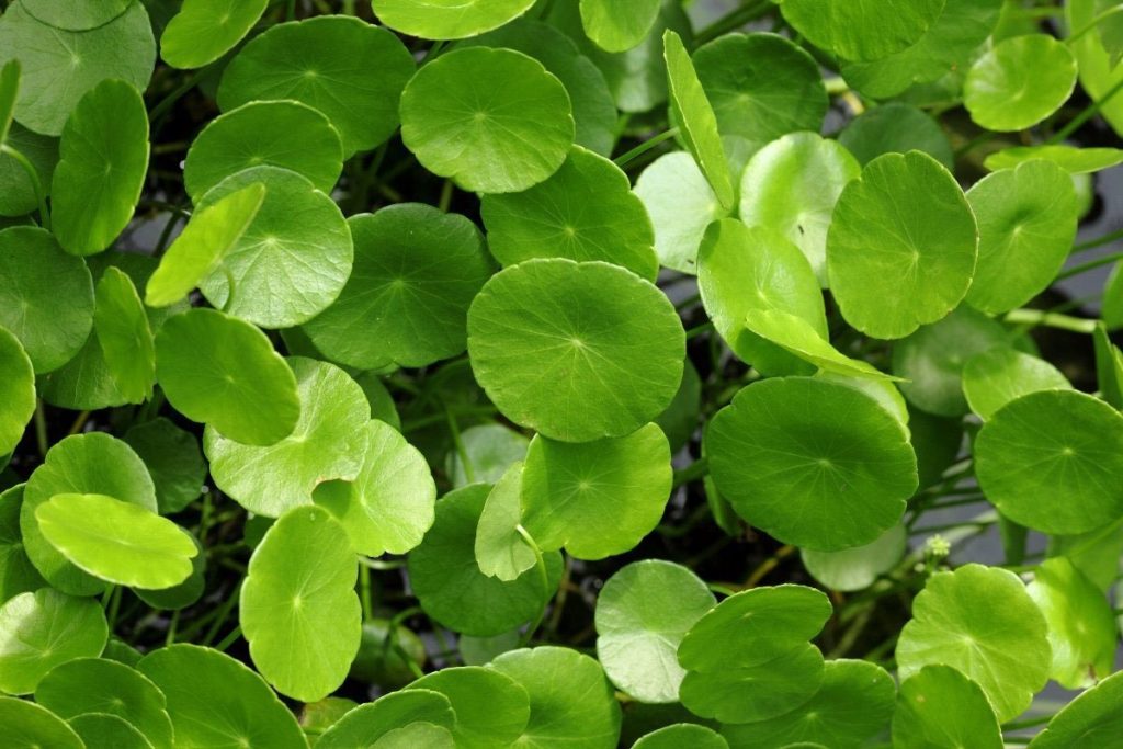 Tanaman Antanan Besar