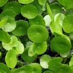 Tanaman Antanan Besar