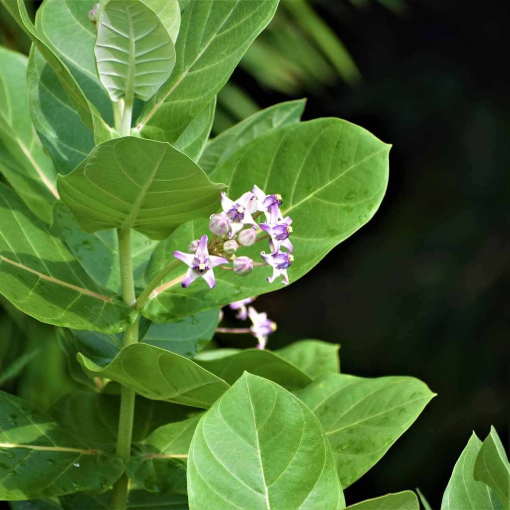 Manfaat Tanaman Biduri