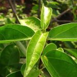 Manfaat Tanaman Cincau Hijau