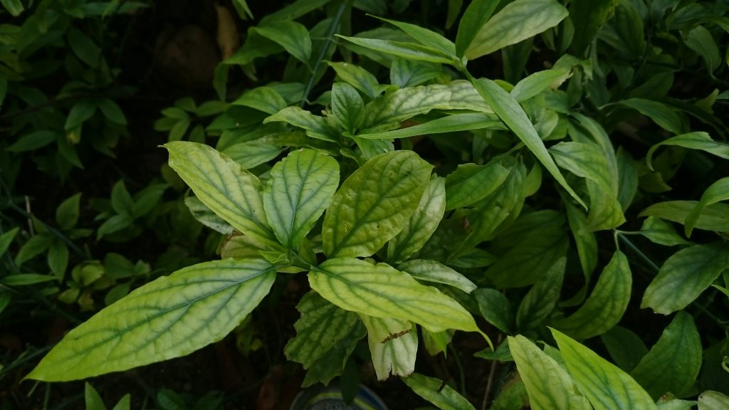 Manfaat Tanaman Dandang Gendis