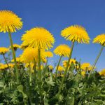 Manfaat Tanaman Dandelion