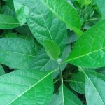 Manfaat Tanaman Daun Afrika