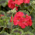 Manfaat Tanaman Geranium