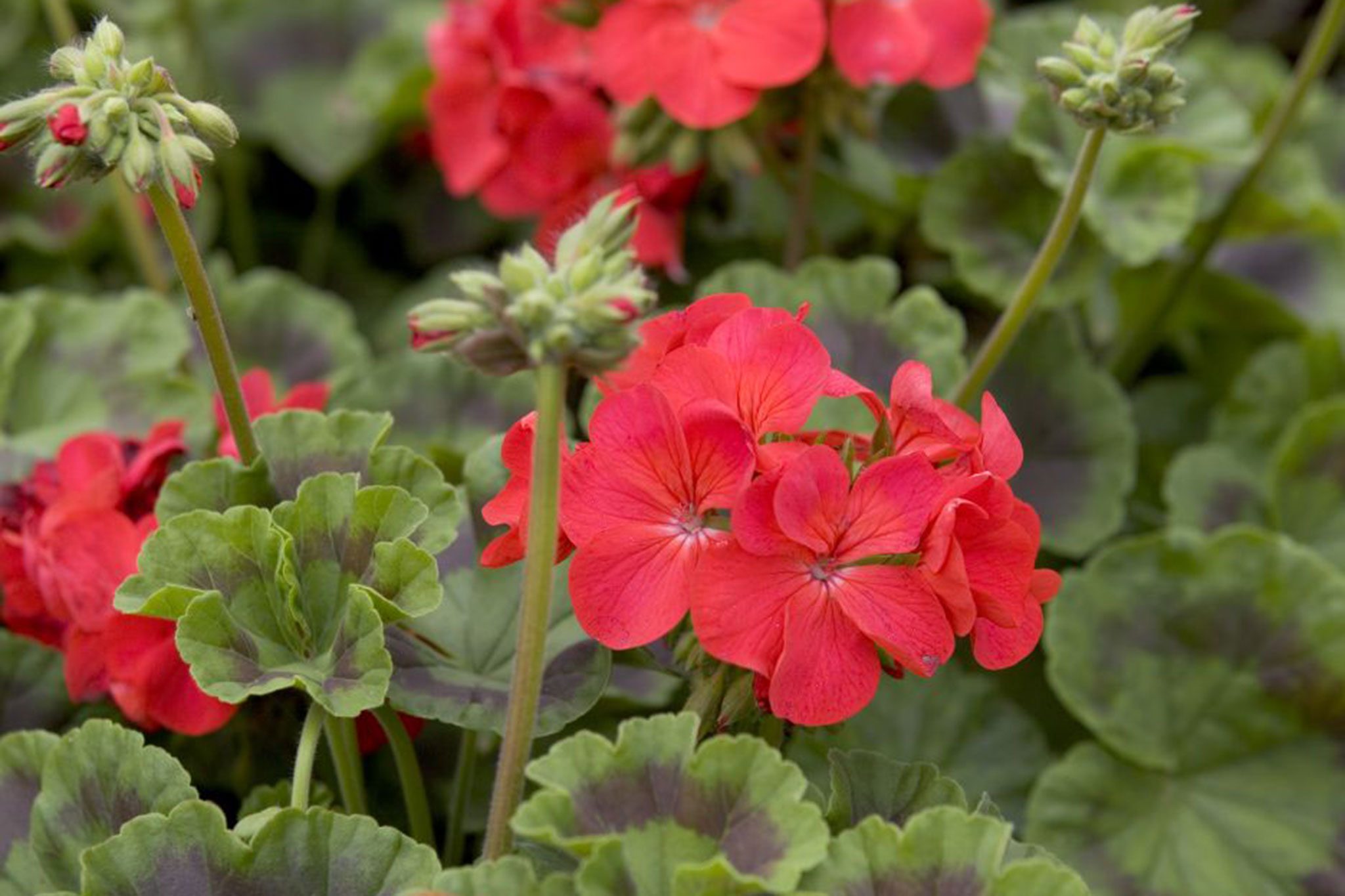 Manfaat Tanaman Geranium