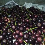 Manfaat Tanaman Gowok