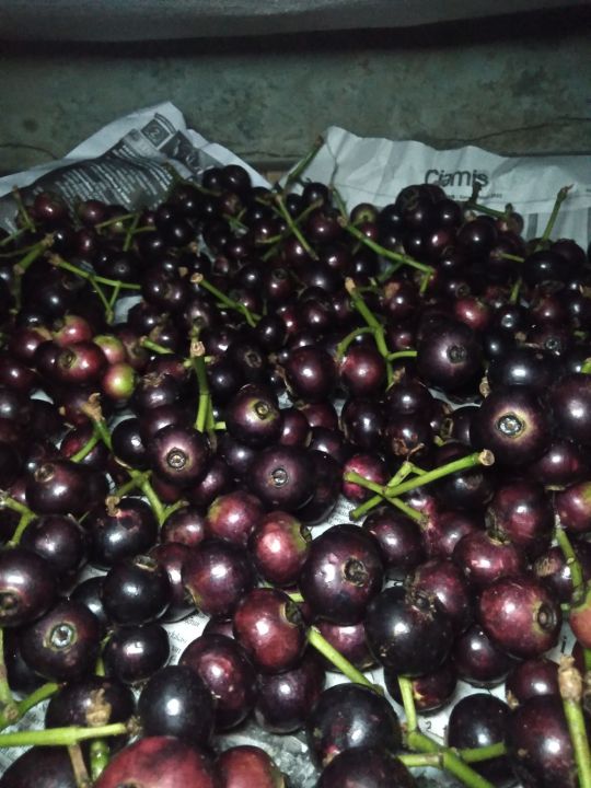 Manfaat Tanaman Gowok