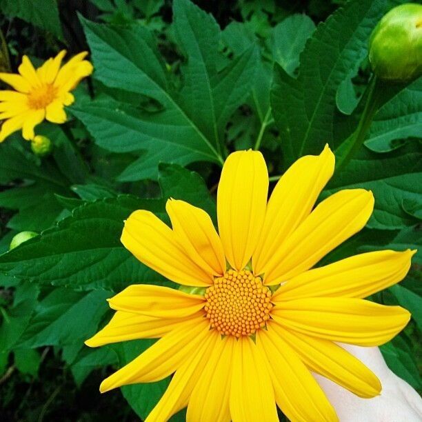 Manfaat Tanaman Insulin