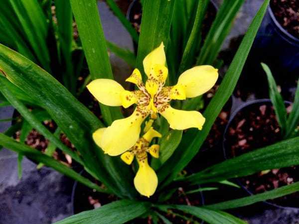 Manfaat Tanaman Iris Kuning