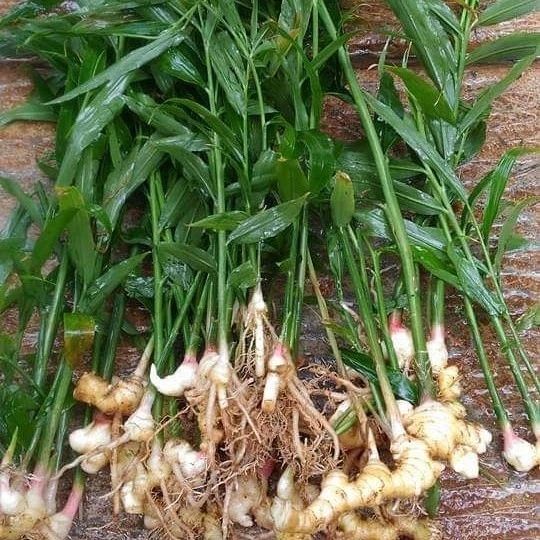 Manfaat Tanaman Jahe Emprit