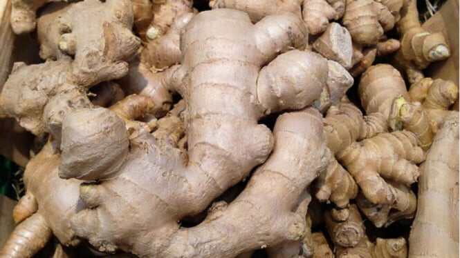 Manfaat Tanaman Jahe Kebo