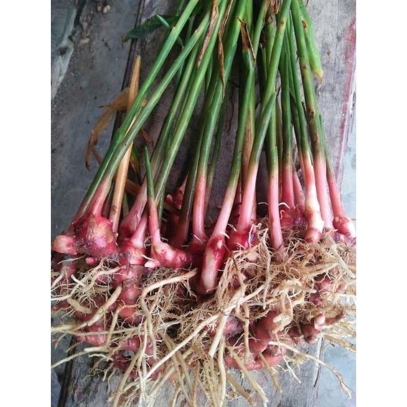 Manfaat Tanaman Jahe Merah