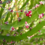 Manfaat Tanaman Jakang