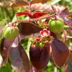 Manfaat Tanaman Jarak Merah