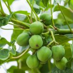 Manfaat Tanaman Jarak Pagar