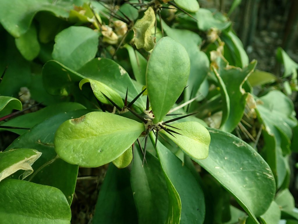 Tanaman Jarum Tujuh Bilah