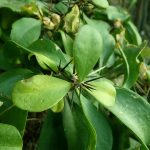 Tanaman Jarum Tujuh Bilah