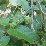 Manfaat Tanaman Jati Belanda