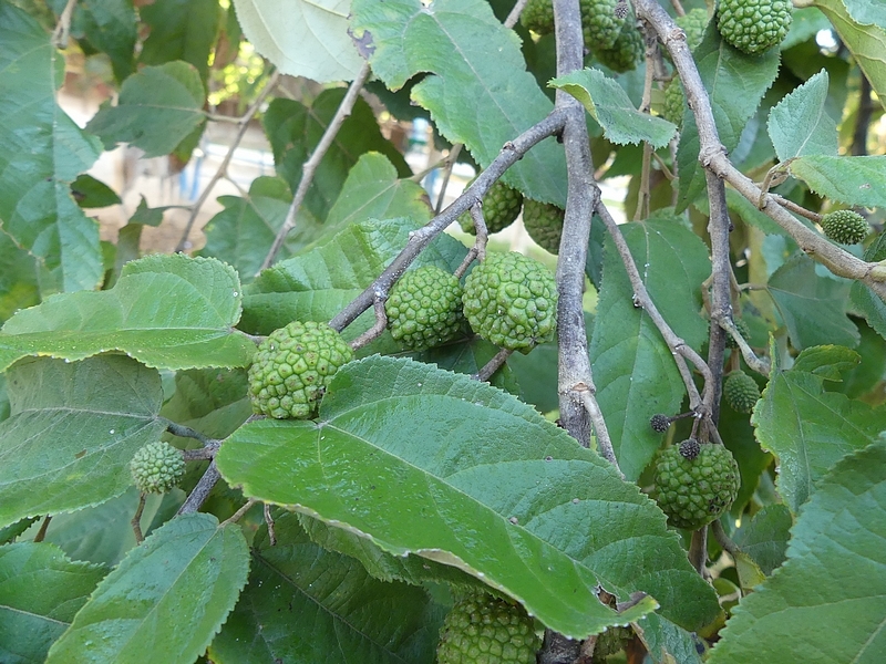 Manfaat Tanaman Jati Belanda