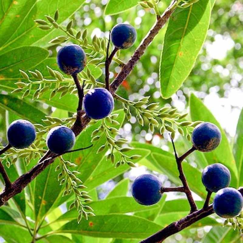 Manfaat Tanaman Jenitri