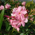 Manfaat Tanaman Jepun Pink