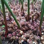 Manfaat Tanaman Kapulaga