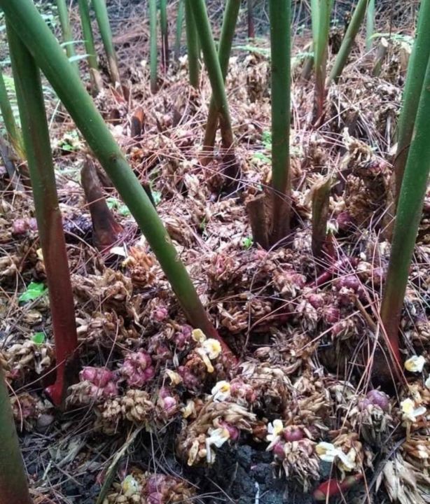 Manfaat Tanaman Kapulaga