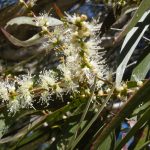 Manfaat Tanaman Kayu Putih