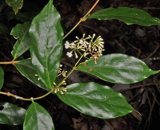 Manfaat Tanaman Kayu Rapet