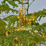 Manfaat Tanaman Kayu Secang