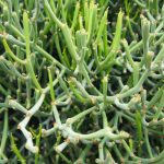 Manfaat Tanaman Kayu Urip