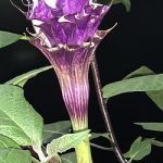 Manfaat Tanaman Kecubung Wulung