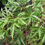 Manfaat Tanaman Kedondong Laut