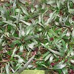 Manfaat Tanaman Keji Besi