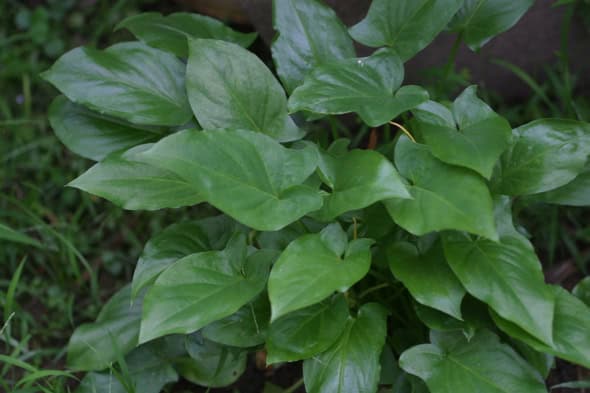 Manfaat Tanaman Keladi Tikus