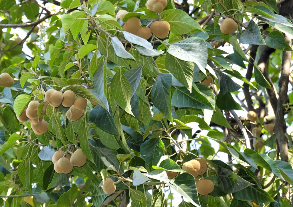 Manfaat Tanaman Kemiri