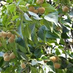 Manfaat Tanaman Kemiri